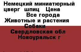 Немецкий миниатюрный(цверг) шпиц › Цена ­ 50 000 - Все города Животные и растения » Собаки   . Свердловская обл.,Новоуральск г.
